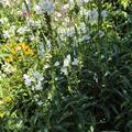 Physostegia virginiana 'Alba', Physostegia virginiana 'Alba'