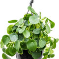 Pilea peperomioides, Ranker, im 22cm Topf, Hhe 30cm, Breite 35cm