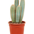 Pilosocereus odilensis, Verzweigt, im 21cm Topf, Hhe 40cm, Breite 25cm