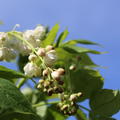 Pimpernuss, Klappernuss (Staphylea pinnata)