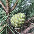 Pinie (Pinus pinea)