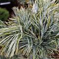 Blaue Koreakiefer 'Glauca'