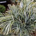 Blaue Koreakiefer 'Glauca'