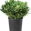 Pittosporum tobira, Busch, im 35cm Topf, Hhe 90cm, Breite 50cm