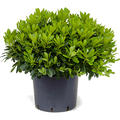 Pittosporum tobira 'Nana', Busch, im 26cm Topf, Hhe 35cm, Breite 45cm