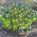 Pittosporum tobira 'Nana'  ausgepflanzt, Zimmerpflanze