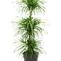 Pleomele (Dracaena) 'Anita', Stamm etage, im 24cm Topf, Hhe 110cm, Breite 35cm