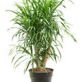 Pleomele (Dracaena) 'Anita', Verzweigt, im 21cm Topf, Hhe 80cm, Breite 30cm