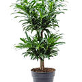 Pleomele (Dracaena) reflexa, Multi Stamm, im 24cm Topf, Hhe 90cm, Breite 30cm