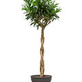 Pleomele (Dracaena) reflexa 'Song of Jamaica', Stamm geflochten, im 38cm Topf, Hhe 170cm, Breite 70cm