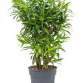 Pleomele (Dracaena) reflexa 'Song of Jamaica', Verzweigt, im 27cm Topf, Hhe 100cm, Breite 55cm