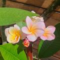 Plumeria rubra 'Divine, Frangipani 