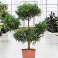 Podocarpus macrophyllus (120-130), Verzweigt/Multi Krone, im 30cm Topf, Hhe 120cm, Breite 80cm