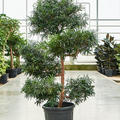 Podocarpus macrophyllus (140-160), Verzweigt/Multi Krone, im 34cm Topf, Hhe 150cm, Breite 90cm