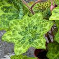 Podophyllum x cultorum 'Spotty Dotty'