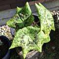 Podophyllum x cultorum 'Spotty Dotty', Podophyllum x cultorum 'Spotty Dotty'