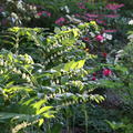 Polygonatum commutatum