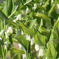 Polygonatum multiflorum