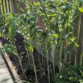 Polygonatum multiflorum, Polygonatum multiflorum