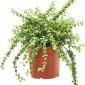 Portulacaria afra, Busch, im 17cm Topf, Hhe 35cm, Breite 20cm