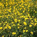 Potentilla aurea