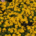 Potentilla crantzii 'Goldrausch'