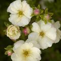 Fingerstrauch Potentilla fruticosa Double Punch Cream