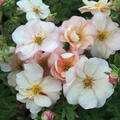 Fingerstrauch Potentilla fruticosa Double Punch Pastel