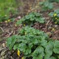 Potentilla neumanniana, Potentilla neumanniana