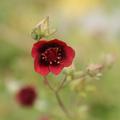 Potentilla thurberi 'Monarch's Velvet', Fingerkraut 'Monarch's Velvet'