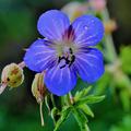 Pracht Storchschnabel, Geranium magnificum - absolut frostharte Staude