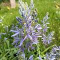 Prrielilie 'Blue Candle', Camassia 'Blue Candle'