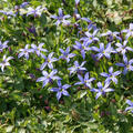 Pratia pedunculata 'Dark Blue' (Isotoma)