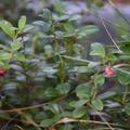 Preiselbeere 'Red Pearl', Vaccinium Vitis-idae