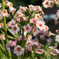 Primula japonica 'Appleblossom'