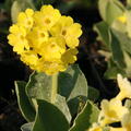 Primula auricula alpina