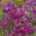 Primula bulleyanasubsp.beesiana