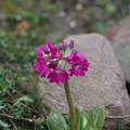 Primula denticulata 'Rubin'