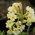 Primula elatior (Wildform)