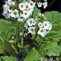 Primula japonica Alba, Staude, Pppel