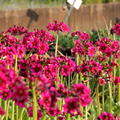 Primula japonica 'Millers Crimson'