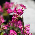 Primula rosea 'Gigas'