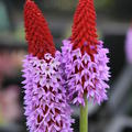 Primula vialii