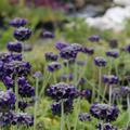 Primula capitata ssp. mooreana