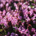 Prunella grandiflora 'Loveliness Pink'