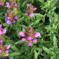 Prunella grandiflora 'Loveliness Pink', Prunella grandiflora 'Loveliness Pink'
