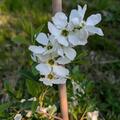 Prunkspiere 'Niagara', Exochorda racemosa 'Niagara'