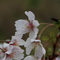 Frhkirsche, Mrzkirsche, Geschlitzte Kirsche Hochstamm 'Kojou-no-mai', Prunus incisa 'Kojou-no-mai