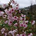 Prunus incisa 'Kojou-no-mai', Prunus incisa 'Kojou-no-mai'