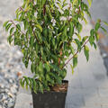 Prunus lusitanica, Portugiesischer Kirschlorbeer, 5 Liter, 2jhrig